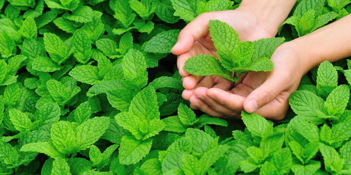 Mint plants