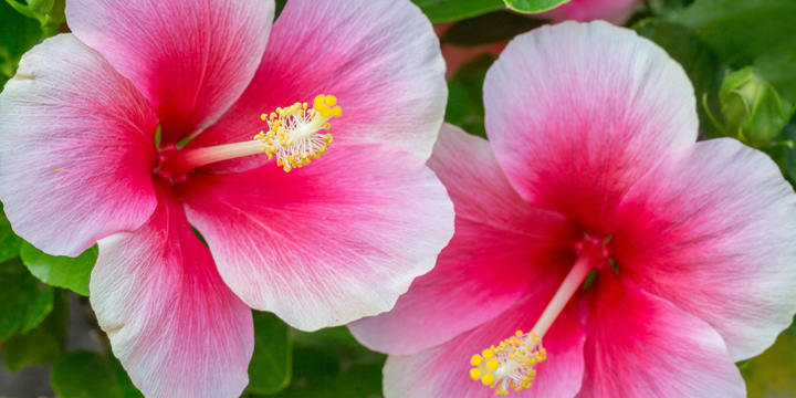 Hibiscus flowers