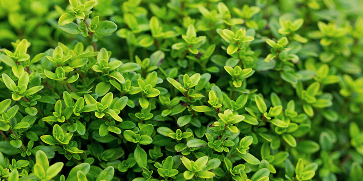 Thyme plants